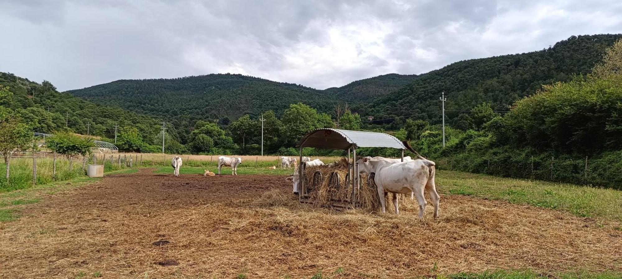 Agriturismo L'Essiccatoio Lisciano Niccone Esterno foto